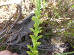 Microtis frutetorum