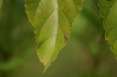 Proconiini