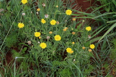 Pulicaria scabra
