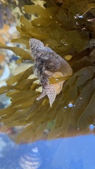 Pleurobranchaea maculata