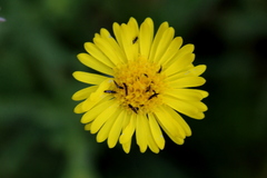 Felicia mossamedensis