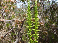 Microtis frutetorum