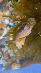 Pleurobranchaea maculata