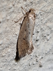 Scoliocheta ergatis