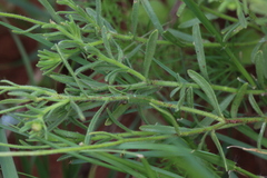 Felicia mossamedensis