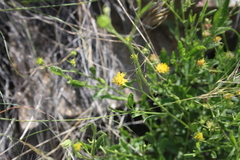 Pegolettia