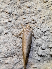 Scoliocheta ergatis