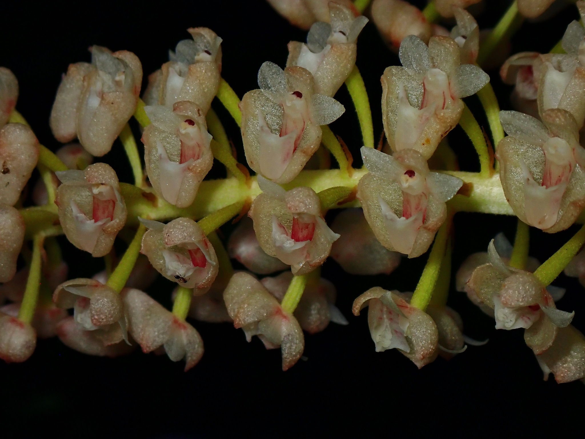 Cymboglossum