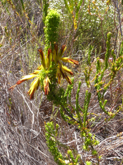 Erica coccinea