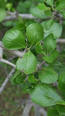 Gardenieae
