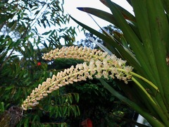 Cymboglossum cymbidiifolium