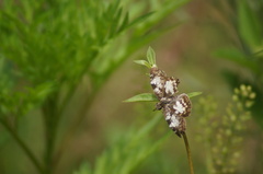 Chiomara asychis