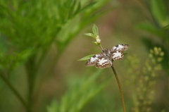 Chiomara asychis
