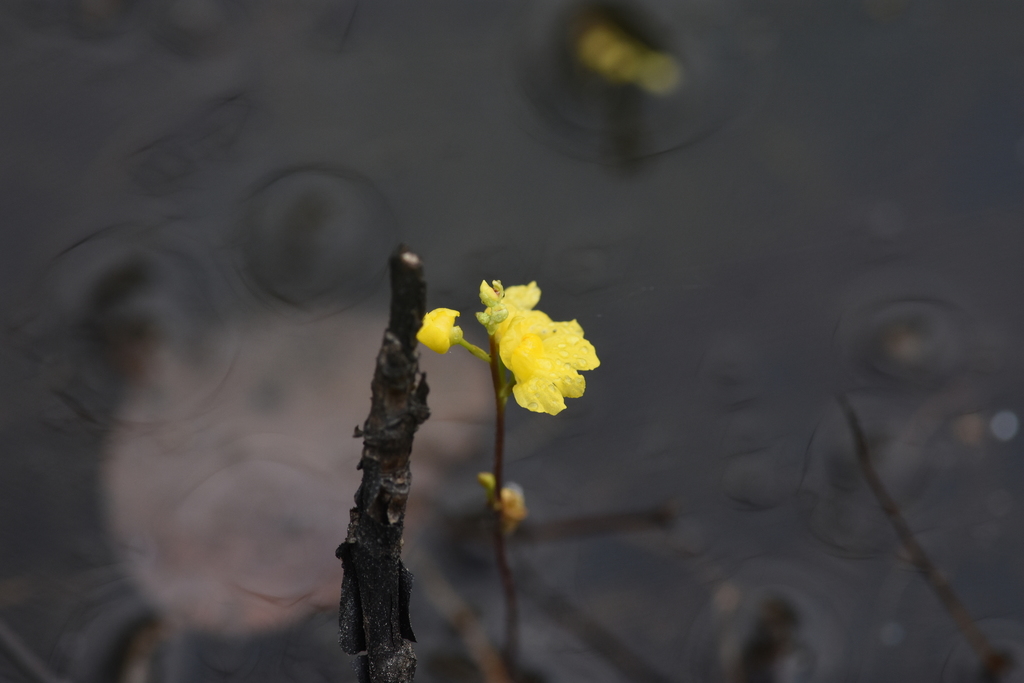 Hidden-fruit Bladderwort