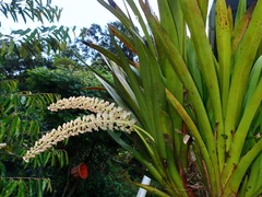 Cymboglossum cymbidiifolium