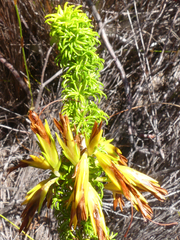 Erica coccinea