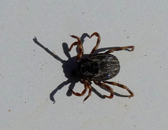 Hyalomma