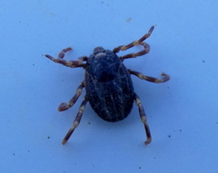 Hyalomma