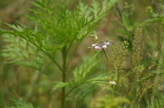 Chiomara asychis
