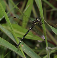 Eusynthemis nigra