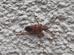 Leptoglossus occidentalis