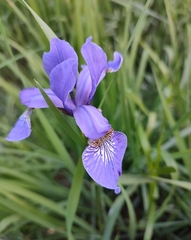 Iris sanguinea