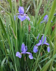 Iris sanguinea