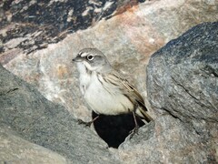 Artemisiospiza nevadensis