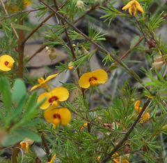Dillwynia tenuifolia