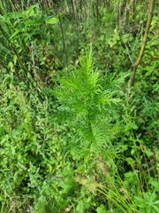 Senecio bipinnatisectus