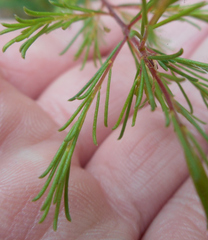 Dillwynia tenuifolia