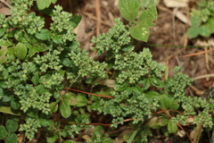 Polycarpon tetraphyllum