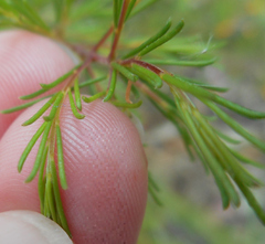 Dillwynia tenuifolia