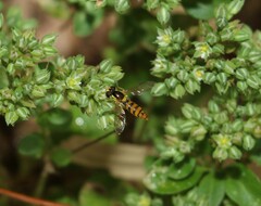 Sphaerophoria macrogaster