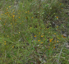 Dillwynia tenuifolia