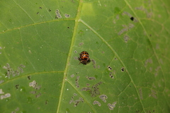 Henosepilachna vigintisexpunctata