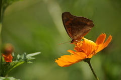 Junonia evarete