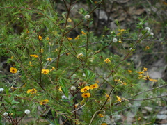 Dillwynia tenuifolia