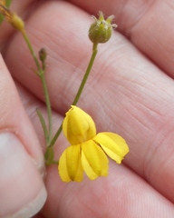 Goodenia paniculata