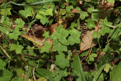 Hydrocotyle acutiloba