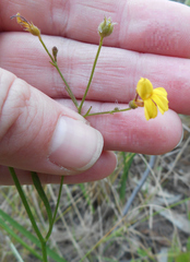 Goodenia paniculata