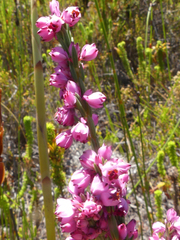 Erica corifolia