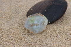 Liocarcinus holsatus