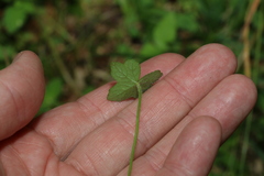 Hydrocotyle acutiloba