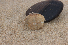 Liocarcinus vernalis