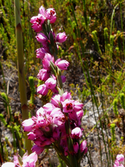 Erica corifolia