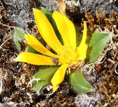 Knowltonia integrifolia