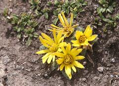 Knowltonia integrifolia