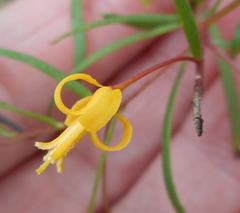 Persoonia nutans