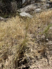 Austrostipa scabra falcata